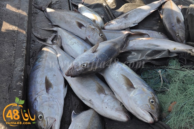 samak antayasa (15).JPG